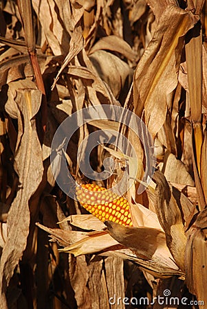 Autumn Corn Field Stock Photo