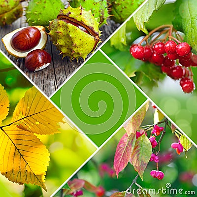 Autumn creative collage of photos. Autumn concept with a central main color Stock Photo