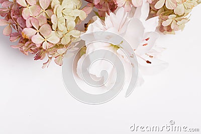 Autumn creative composition hydrangea flowers on white e background. Fall, autumn background. Flat lay, top view Stock Photo