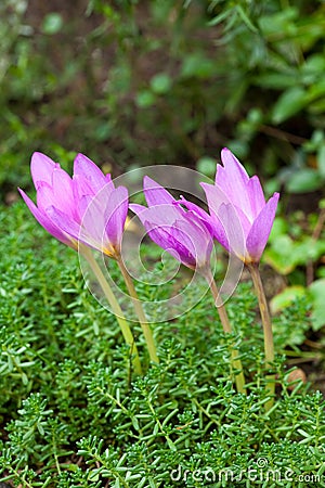 Autumn crocus Stock Photo