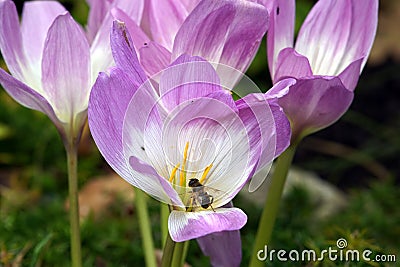 Autumn crocuses Stock Photo