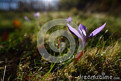 Autumn crocuses on mountain pasture Stock Photo