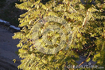 Autumn crown of ailanthus tree, top view Stock Photo