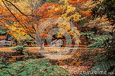 Autumn in Dandenong Ranges. Stock Photo