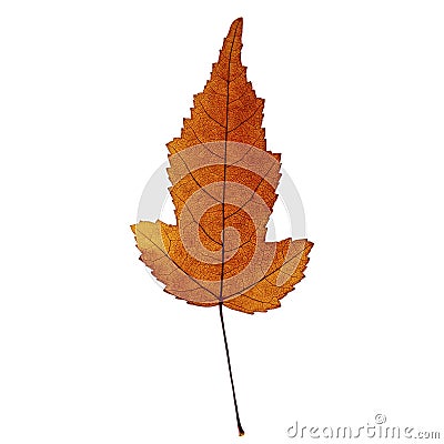 Autumn dark orange maple leaf isolated on the white background. Stock Photo