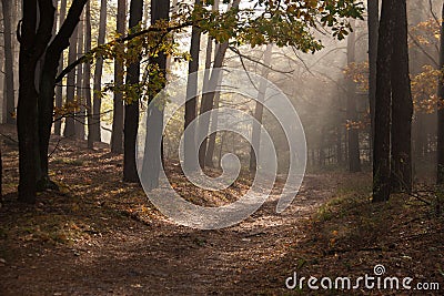Autumn dawn in forest. Morning sun beams or rays in autumn park or forest Stock Photo