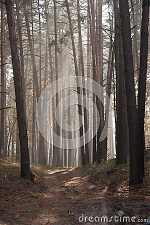 Autumn dawn in forest. Morning sun beams or rays in autumn park or forest Stock Photo