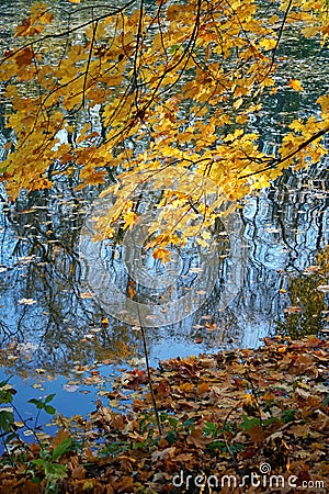 Autumn day in the park by the river. Foliage on the trees in autumn dress. Reflection on the surface of the water. Stock Photo