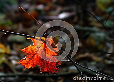 Autumn dead leaf Stock Photo