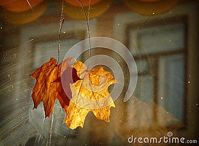 Autumn decoration Stock Photo