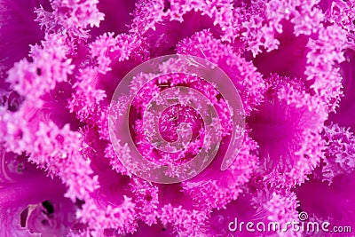 Pink decorative fall kale cabbage, macro shot Stock Photo