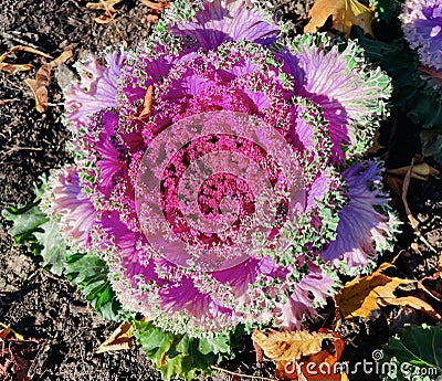 Autumn decorative fall kale cabbage. Stock Photo