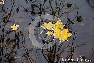 autumn, defoliation Stock Photo