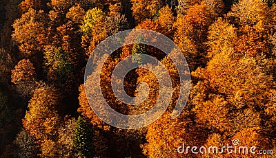 Autumn details and textures with orange, yellow and red color shades. Nature aerial photo used for backgrounds Stock Photo