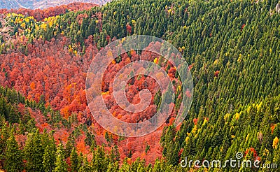 Autumn details and textures with orange, yellow and red color shades. Nature aerial photo used for backgrounds Stock Photo