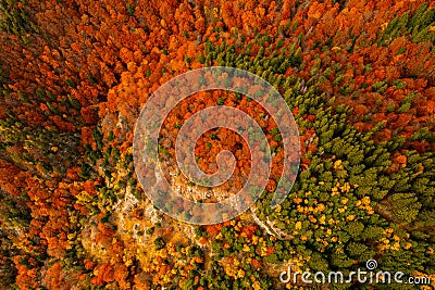 Autumn details and textures with orange, yellow and red color shades. Nature aerial photo used for backgrounds Stock Photo