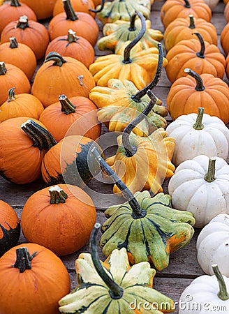 Pumpkins. Variation. Autumn. Agriculture. Vibrant Colors. Decor Stock Photo