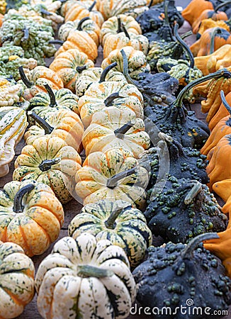 Pumpkins. Variation. Autumn. Vibrant. Agriculture. Colors. Decor Stock Photo