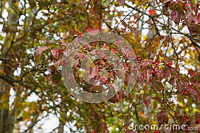 An Autumn Dogwood Tree with Red Berries Stock Photo