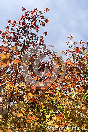 Autumn dressed trees Stock Photo