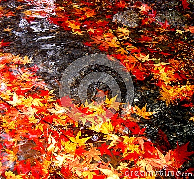 Autumn dropping Stock Photo