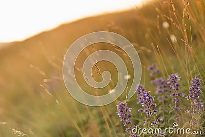 Autumn dry grass and purple meadow flowers on alpine fields in golden sunbeams on sunset in warm color, closeup, blur. Idyllic. Stock Photo