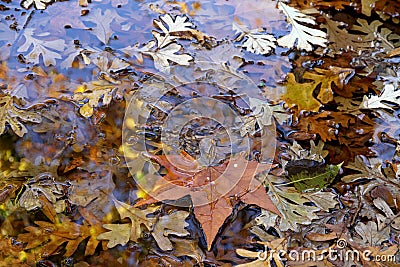 Autumn dry leaves in a pool. Stock Photo