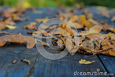 autumn dry leaves on a table macro Stock Photo