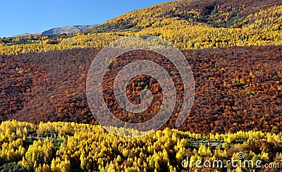 Autumn fairytale colorful forest tree Stock Photo