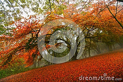 Autumn fairytale forest tree Stock Photo