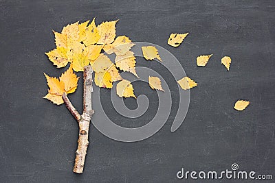 Autumn fall or back to school concept. Wind blows yellowed leaves from birch tree made from stick on blackboard background. Flat Stock Photo