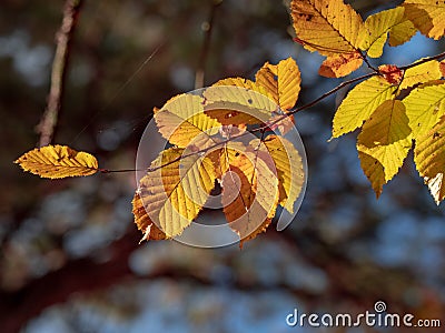 Autumn fall backlighted leafs close up on dark background Stock Photo