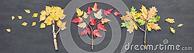 Autumn fall banner. Birch, oak and maple tree made from twigs, sticks and fallen leaves on chalkboard background Stock Photo