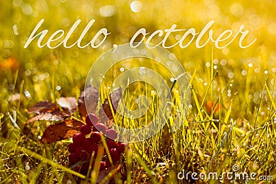 Autumn, fall banner with greeting Hello October, golden field with leaves and berries Stock Photo