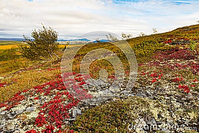 Arctic Tundra Fall Colors Yukon Territory Canada Stock Photo