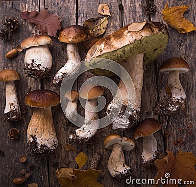 Autumn fall composition. Variety raw edible mushrooms Penny Bun Boletus leccinum on rustic table. Ceps over wooden dark background Stock Photo