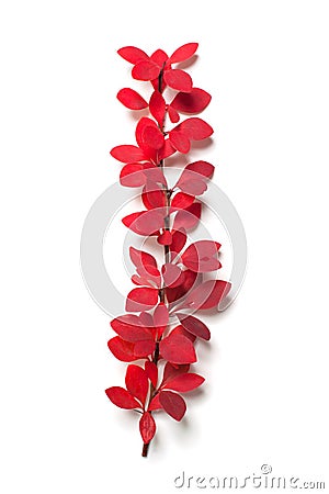 Autumn fall concept. Red autumn twig branch with fall leaves on white background Stock Photo