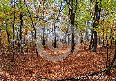 Autumn or fall country road in the forest with sunflare or sunrays Stock Photo