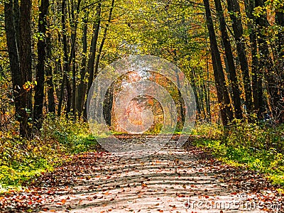 Autumn or fall country road in the forest with sunflare or sunrays Stock Photo