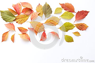 Autumn, fall creative composition of leaves. Colorful leaves and flowers isolated on white table background. Decorative floral Stock Photo