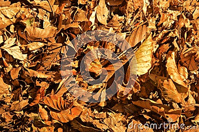 Autumn fall dead leaves Stock Photo