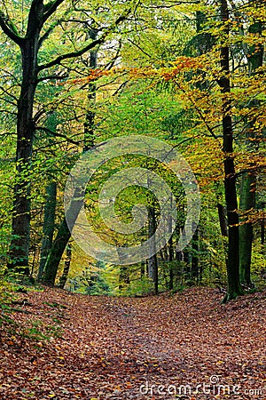 Autumn fall forest scene with vibrant colors Stock Photo