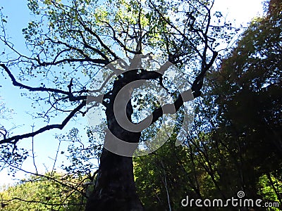 Autumn fall in the forest. Sunlight coming through big tree crown branches and blue sky. Stock Photo