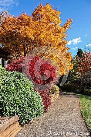 Autumn fall golden leaves in orange, yellow, red in garden setting with winding concrete pathway edged by wooden retaining wall, g Stock Photo