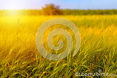 Autumn fall harvest background. Sunny day, wheat yellow gold meadow. Stock Photo