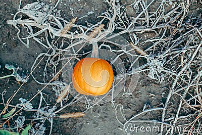 Autumn fall harvest. Cute small red organic pumpkin growing on farm. Red yellow ripe pumpkin lying on ground in garden outdoors. Stock Photo