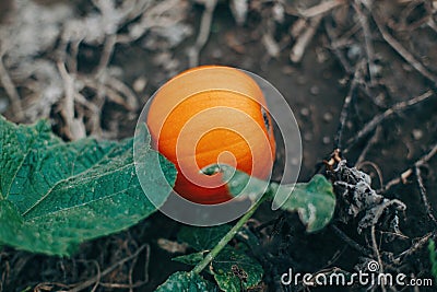 Autumn fall harvest. Cute small red organic pumpkin growing on farm. Red yellow ripe pumpkin lying on ground in garden outdoors. Stock Photo