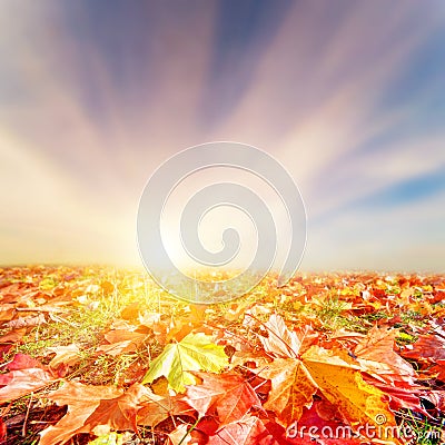 Autumn, fall landscape. Colorful leaves Stock Photo