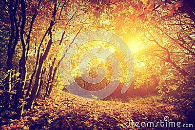 Autumn, fall landscape. Sun shining through red leaves. Vintage Stock Photo