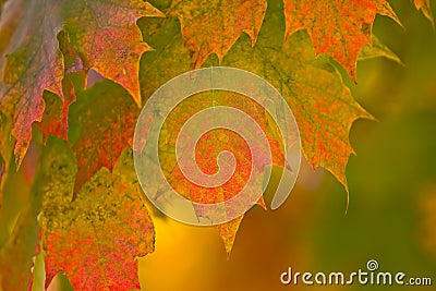 Autumn Fall Leaves Stock Photo